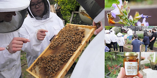 Urban Beekeeper 101: Honey Tasting to Hive Inspection with Beekeeping Suit