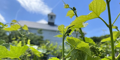 Winemaker's Tour of Appolo Vineyards