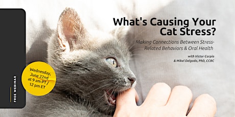 What's Causing Your Cat Stress: Connections Between Stress & Oral Health