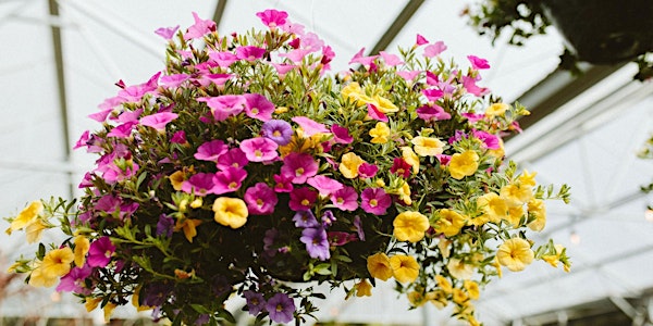 How to Maintain Summer Annuals & Hanging Baskets LIVESTREAM