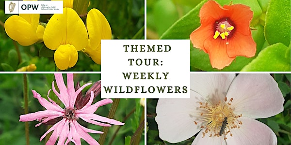 Themed Tour: Weekly Wildflowers