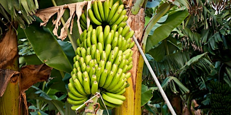 Banana plantation tour in El Rincón