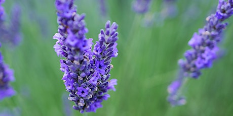Somerset Lavender primary image