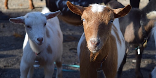 Goat Hike - Sponsored by the Orange CT Land Trust