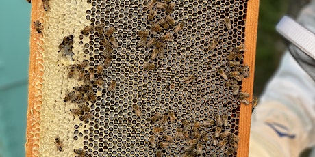 Alberta Open Farm Days - Food Incubator Program/ Honey Floss primary image