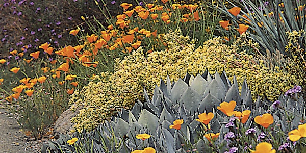 Unlocking the Magic of California Native Plants in your Garden!