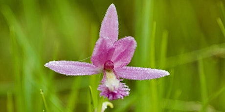 Native Orchid  and Cranberry Bog Walk tickets