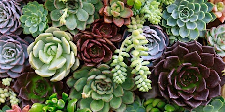 Wednesday Connect VIRTUAL: Growing Cacti & Succulents 101 tickets
