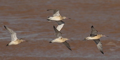 WaderTastic! primary image