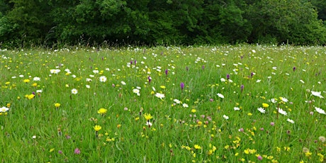 The Meadow Makers' Conference - A Celebration of Wildflower Meadows primary image