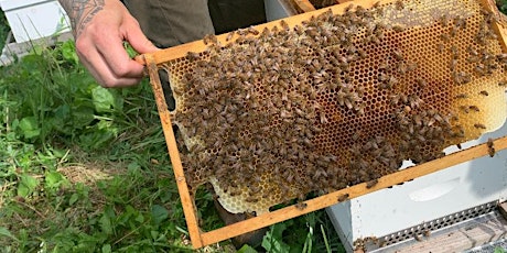 All About Bees: Honey Tasting & Hive Tour