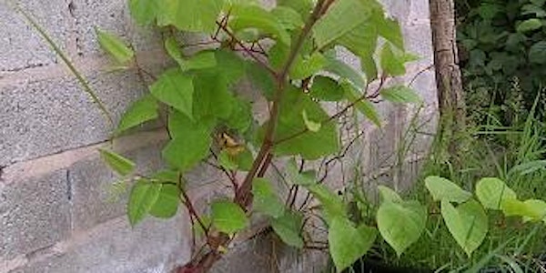 New Buffalo Japanese Knotweed Workshop