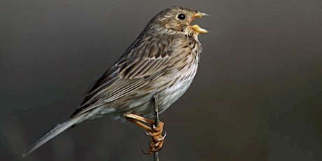 Birds of the Brecks (Spring) - Identifying birds by their song [FREE EVENT] primary image