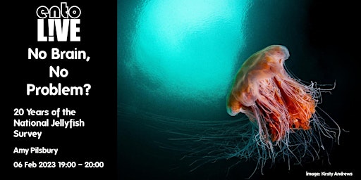 No Brain, No Problem? 20 Years of the National Jellyfish Survey