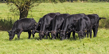 Pasture Walk at Mule Run Farms primary image