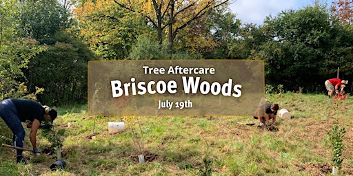 Briscoe Woods Tree Aftercare July 19th