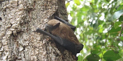 All About Bats - Nature Walk
