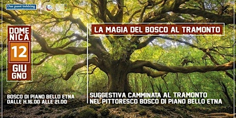 La magia del bosco al Tramonto (Etna - Piano Bello)