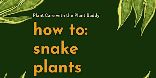 How To: Snake Plants