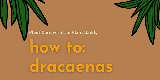 How To: Dracaenas