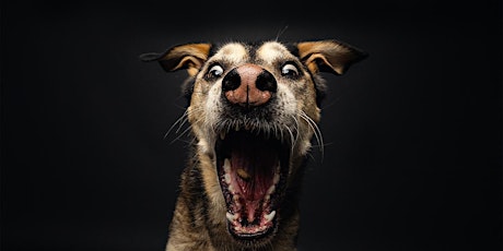 Aktion Fotoshooting für Hunde im Studio tickets