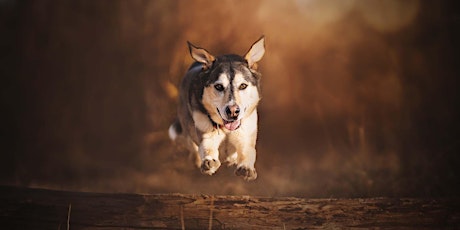 Aktion Fotoshooting für Hunde in der Natur tickets