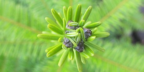 Making Tree Perfume to Heal the Spirit primary image