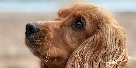 PUPPY and ADOLESCENT CLASS primary image