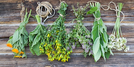 Summer Herb Harvest