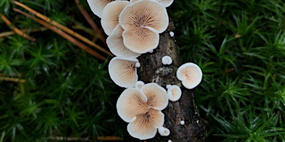 Mushroom Hunting Summer Walk and Talk Series