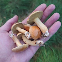 Foraging walk with Bushwhacker Tours primary image