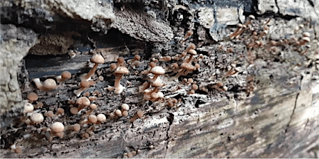 Cancelled - Wild Mushroom Identification