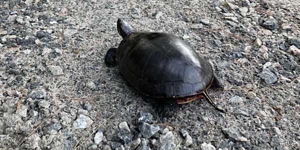 Wildlife on our Lake Seminar