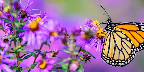 Design Your Own Pollinator Garden