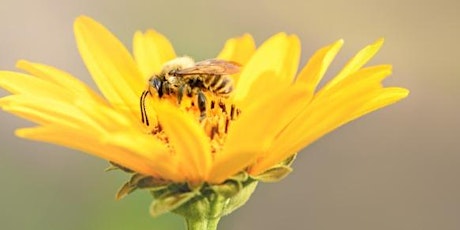 Explore the Wild World of Bees