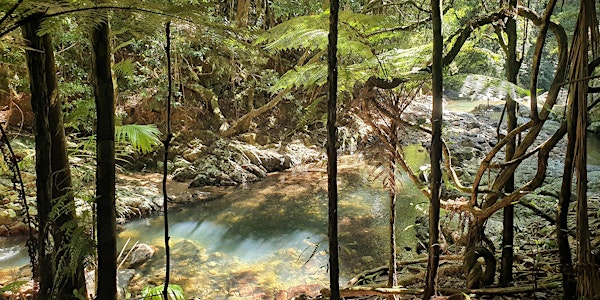 Forest Bathing experience at the Cougal Cascades