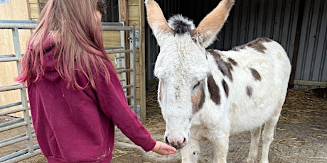 Entry to see Rescue Donkeys,  Zonkey, Goats and other animals AFTERNOON tickets