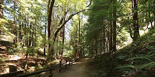 Summer Saunter in the Redwoods