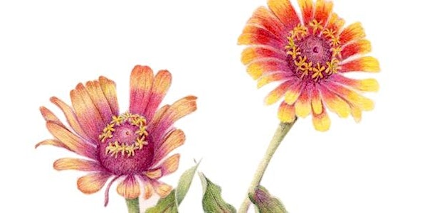 Drawing Sun-Flowers