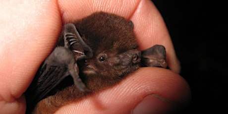 The Bat Man: Native bats in Tamaki Makaurau tickets