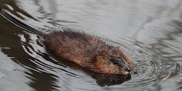 Beavers: Nature’s Engineers, Troublesome Rodents, Iconic Canadian Symbol and So Much More