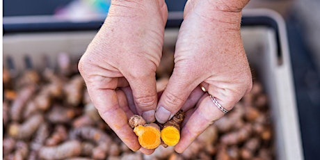 Growing Groceries: Healthy (and Tasty) Ginger and Turmeric tickets