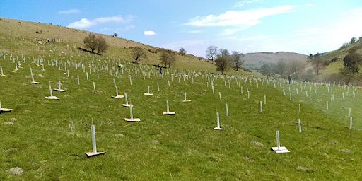 July Woodland management Ecomatting Powys with 9Trees