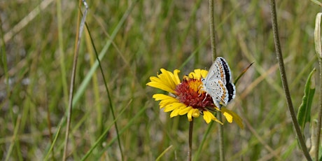Native Plants & Pollinators @ Skaha Lake Park primary image