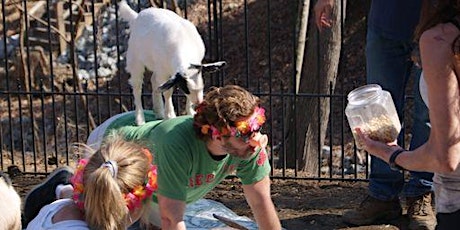 Goat Yoga at the FUNNY FARM