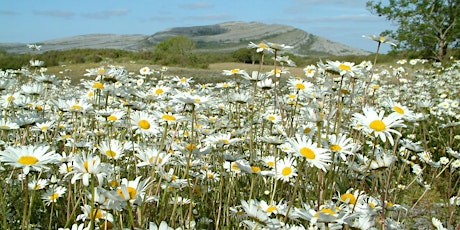 Burren in Bloom primary image