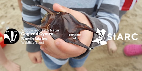 The Great Shark Eggcase Hunt (Barmouth) tickets