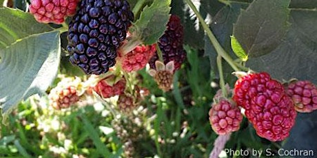 Frederick County Master Gardener Seminar: Small Fruits and Berries