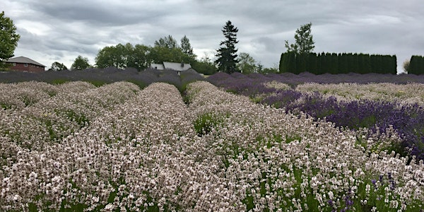 Full Bloom Lavender Farm Public Hours