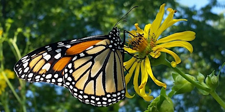 Route 66 Monarch Flyway Information & Butterfly Flight Tent tickets